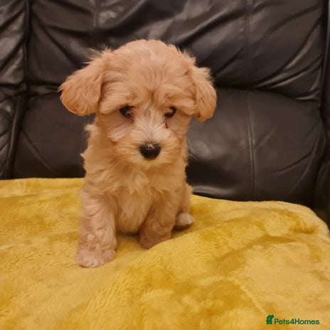 Maltipoo dogs - Advert 1