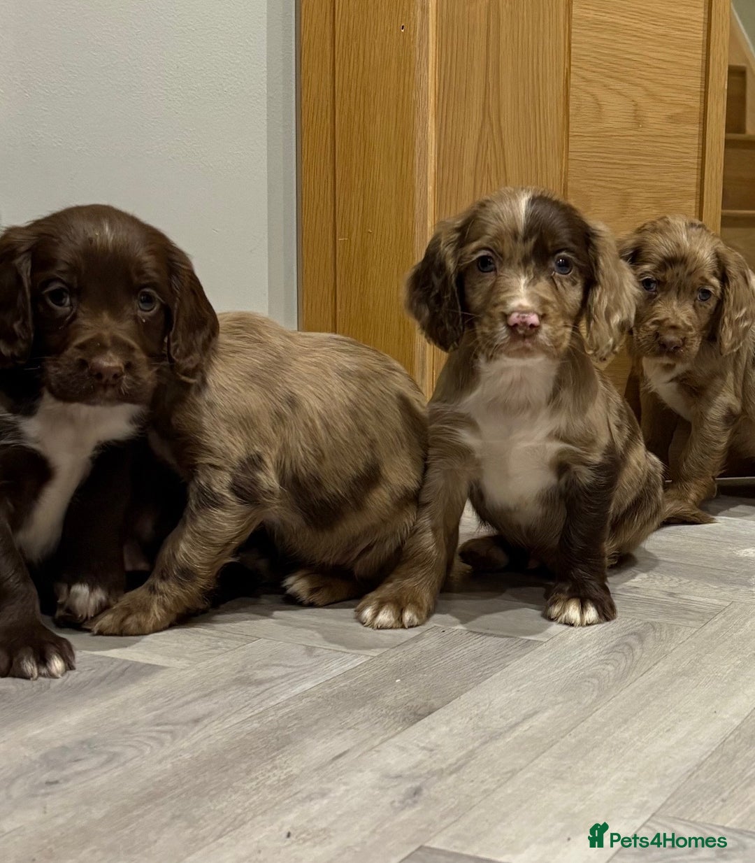 Cocker Spaniel dogs for sale: 🐶 KC Registered Cocker Spaniel Pups 🐶  - Advert 8
