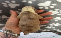 Olde English Bulldogge dogs for sale: CARTEL BLOODLINE OLDE ENGLISH PUPPIES!!  - Image 13