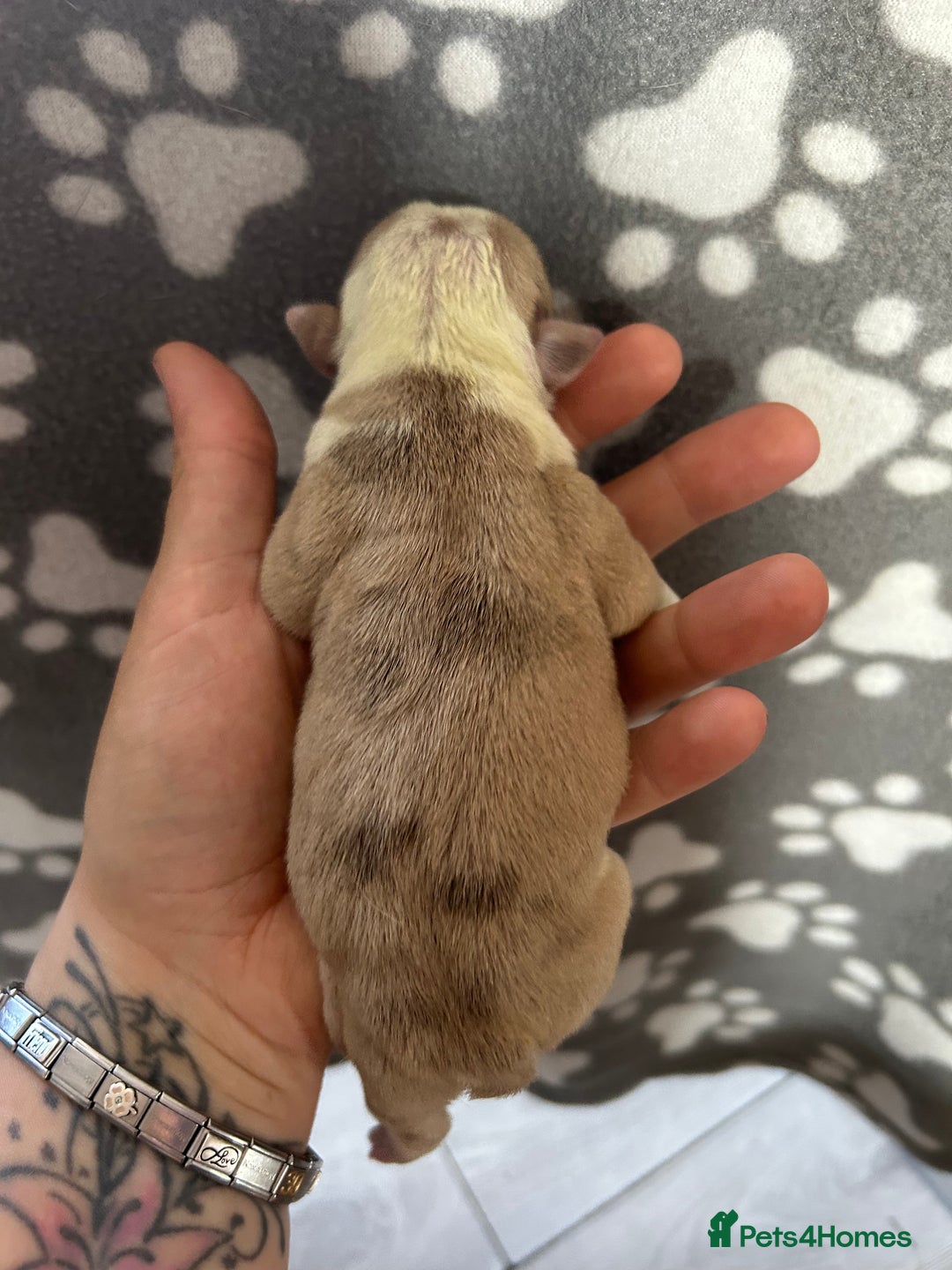 Olde English Bulldogge dogs for sale: CARTEL BLOODLINE OLDE ENGLISH PUPPIES!!  - Image 13