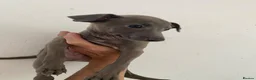 Italian Greyhound dogs for sale: Beautiful Italian greyhound puppies  - Advert 24