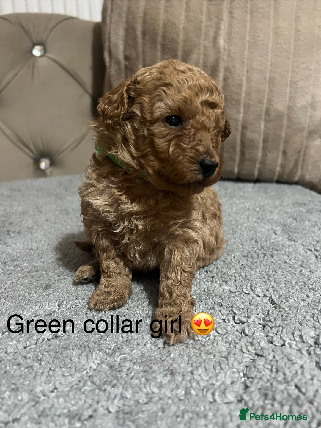 Cavapoo dogs for sale: Cavapoos ready 22nd January  - Advert 9