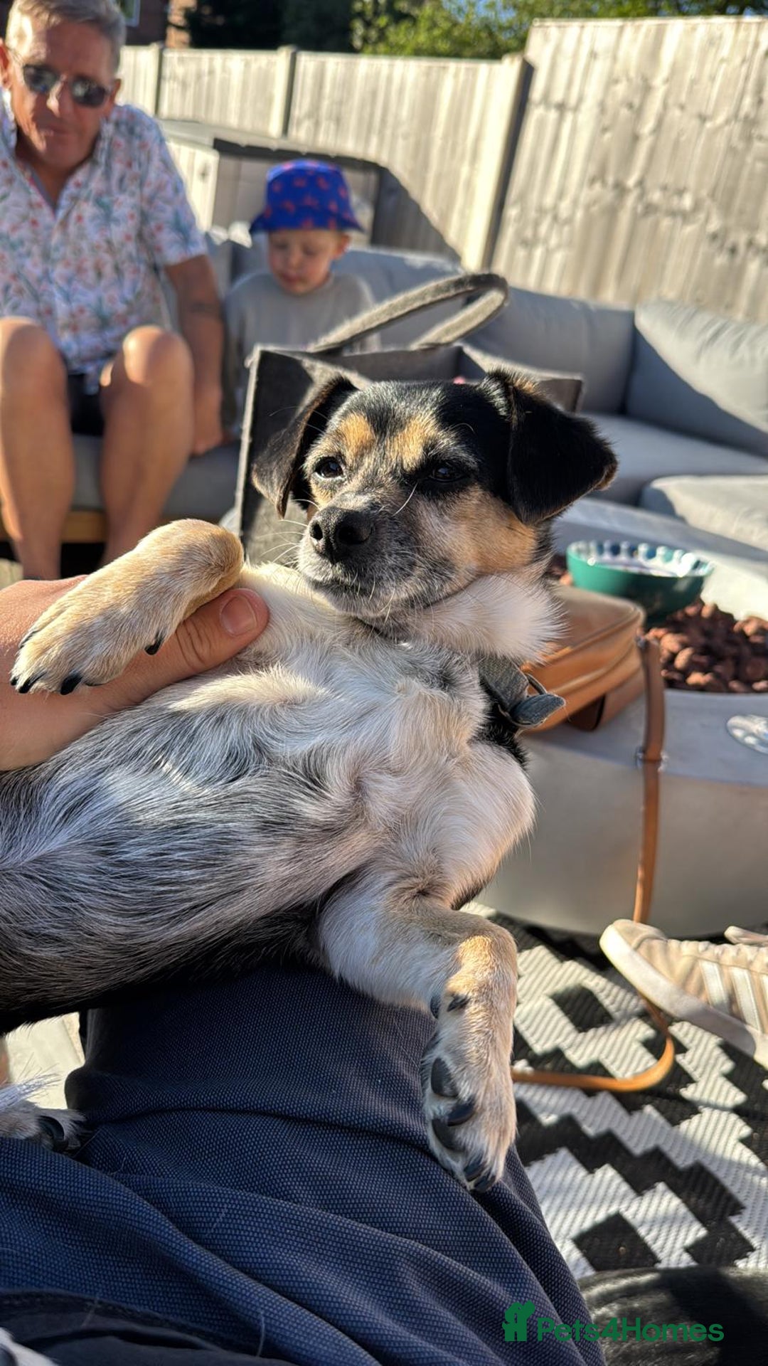 Mixed Breed dogs for adoption: Lolly and Poppy - Advert 8