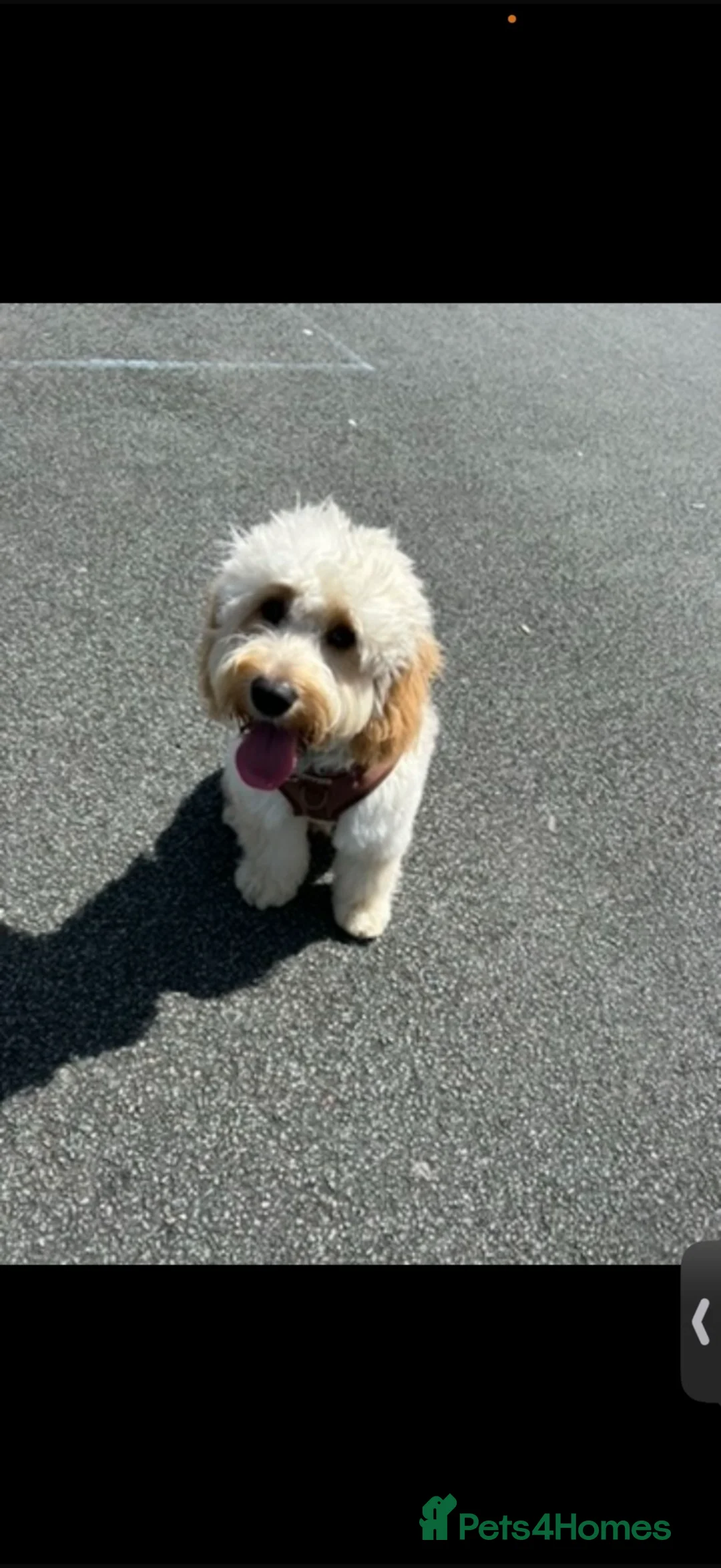 Cockapoo dogs for sale: Cockapoo for sale  - Advert 1