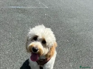 Cockapoo dogs Cockapoo for sale - Advert 1