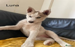 Siberian Husky dogs for sale: Siberian Husky puppies ❤️ - Image 6