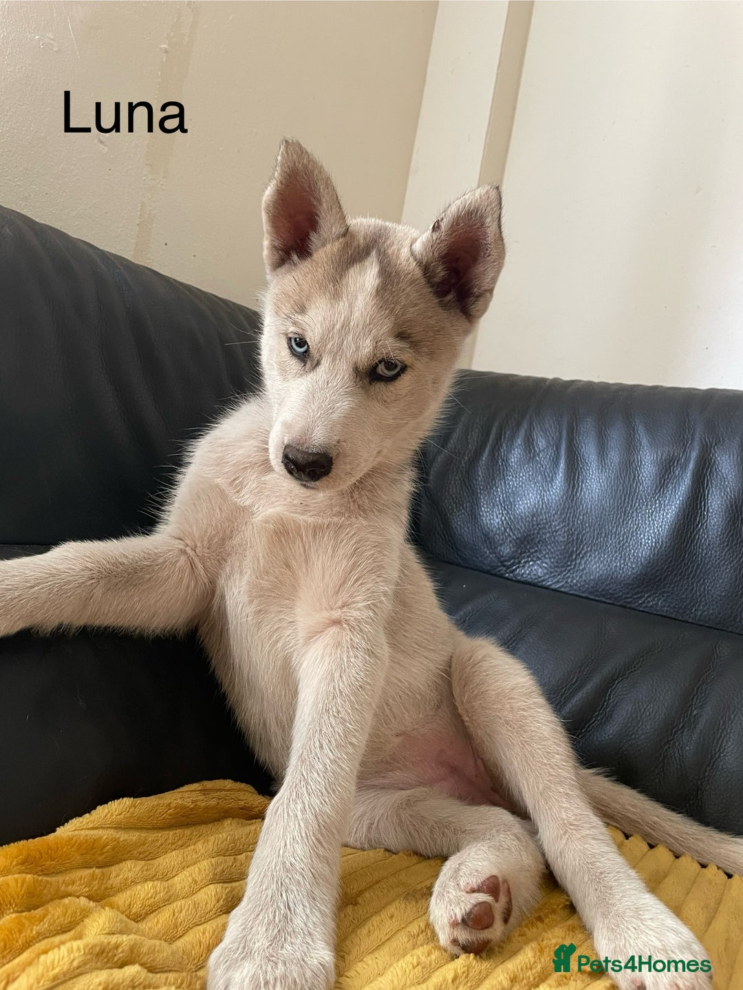 Siberian Husky dogs for sale: Siberian Husky puppies ❤️ - Image 6