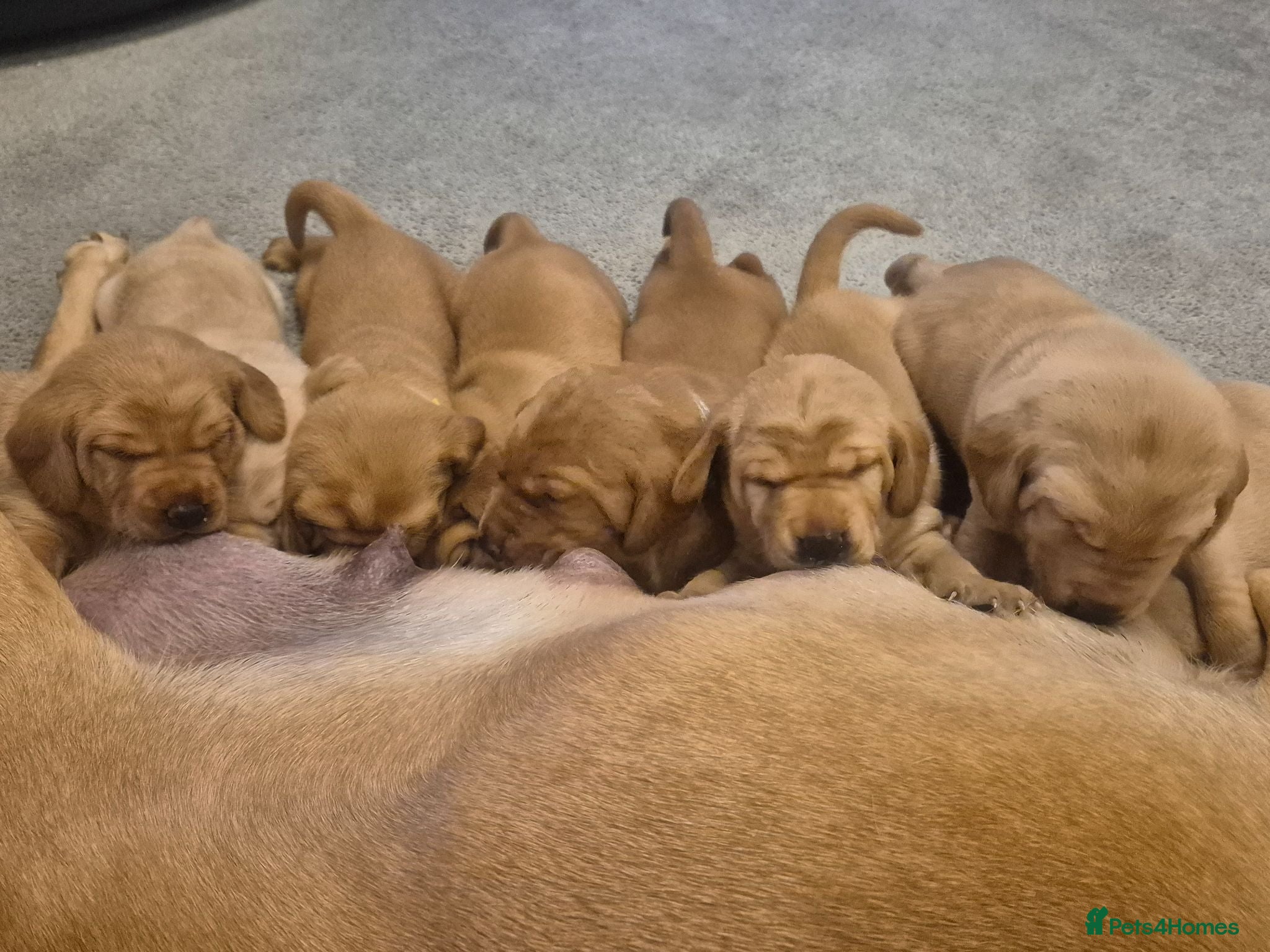 Labrador Retriever dogs Labrador  - Advert 1