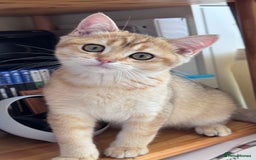 British Shorthair cats for sale: BSH GCCF Girl and Boy NY 12 GOLDEN BLACK SHEDDED  in Basildon - Image 6
