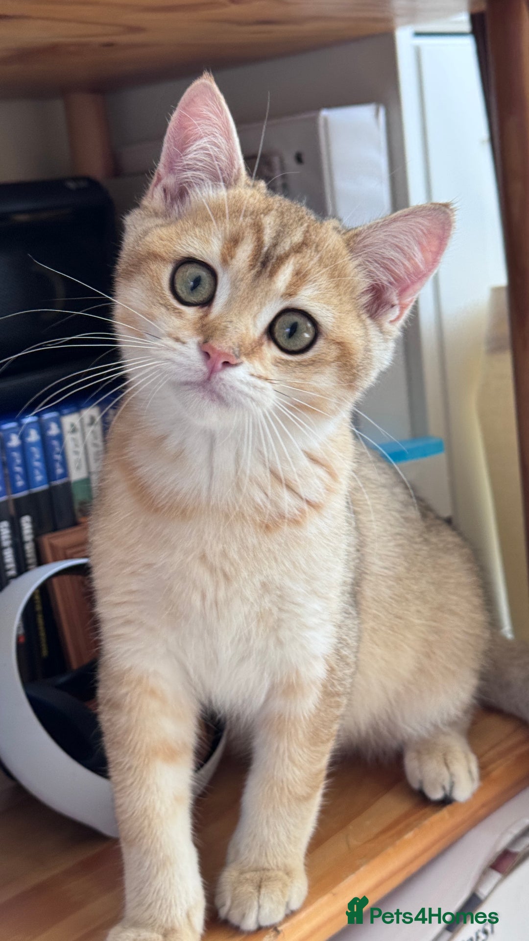 British Shorthair cats for sale: BSH GCCF Girl and Boy NY 12 GOLDEN BLACK SHEDDED  in Basildon - Image 6