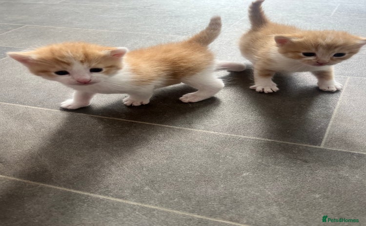 Mixed Breed cats - Advert 14