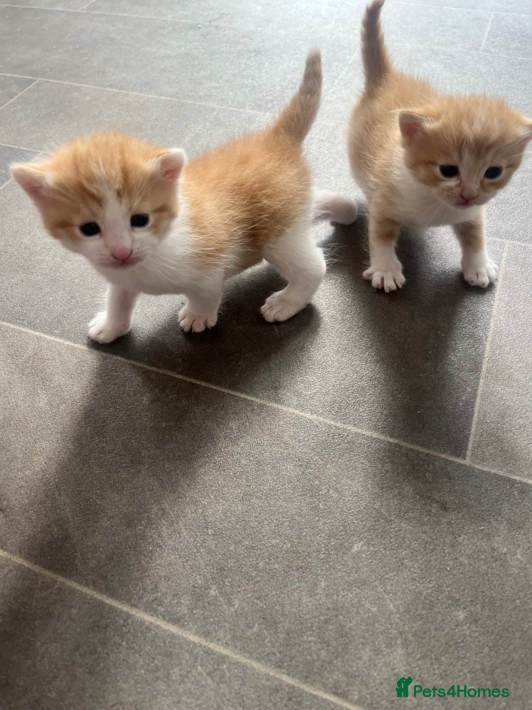 Mixed Breed cats for sale: Gorgeous ginger males  - Image 1