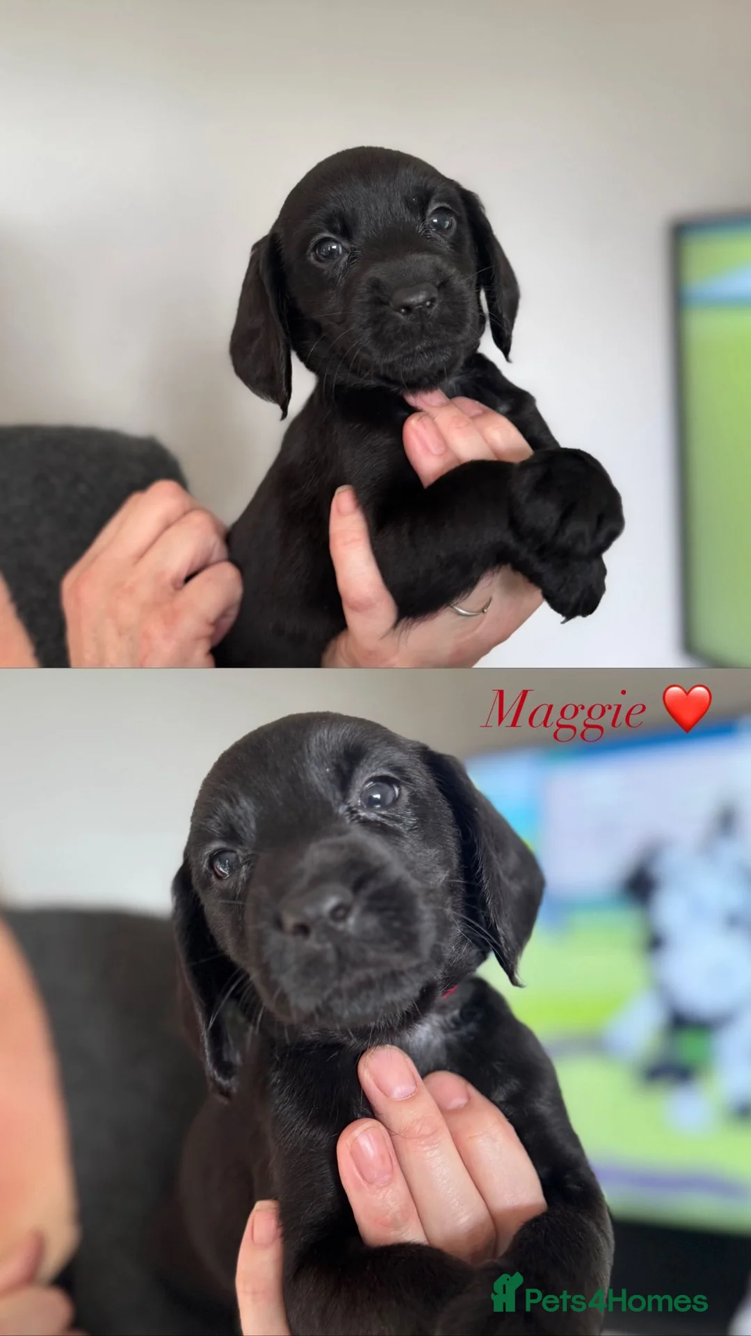 Cockerdor dogs for sale: Beautiful Gamekeeper Bred Working Cockerdors - Advert 11