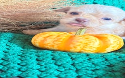 Poochon dogs for sale: READY FOR HER NEW PAW PACK  - Advert 5