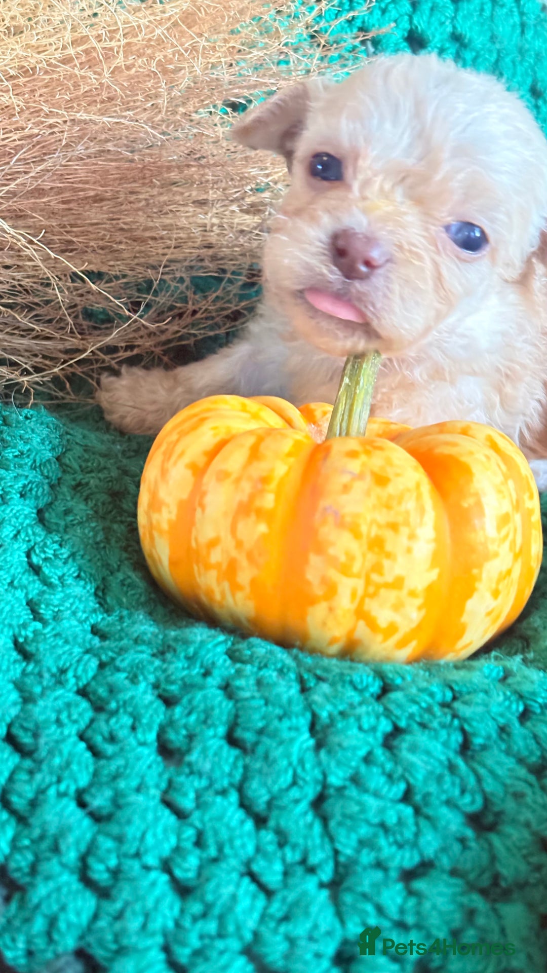 Poochon dogs for sale: READY FOR HER NEW PAW PACK  - Advert 5