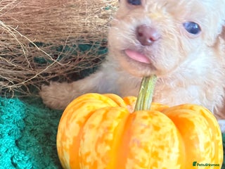 Poochon dogs - Advert 16