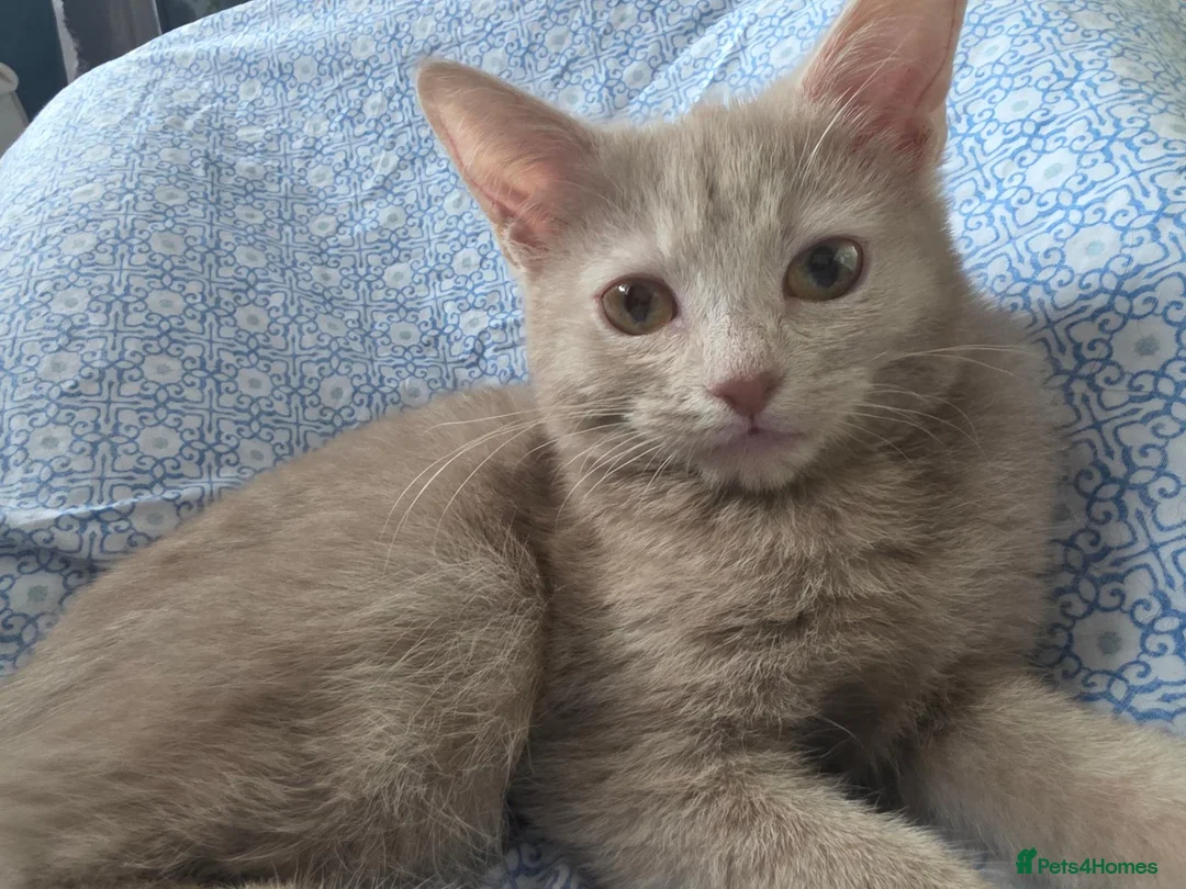 Mixed Breed cats for sale: SPECIAL discount £ only beige kitten ❤️❤️😻💓  - Advert 2