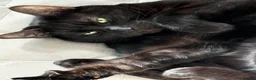 Domestic Shorthair cats for sale: Black/Grey Domestic Shorthair - Ambrose in London - Advert 7