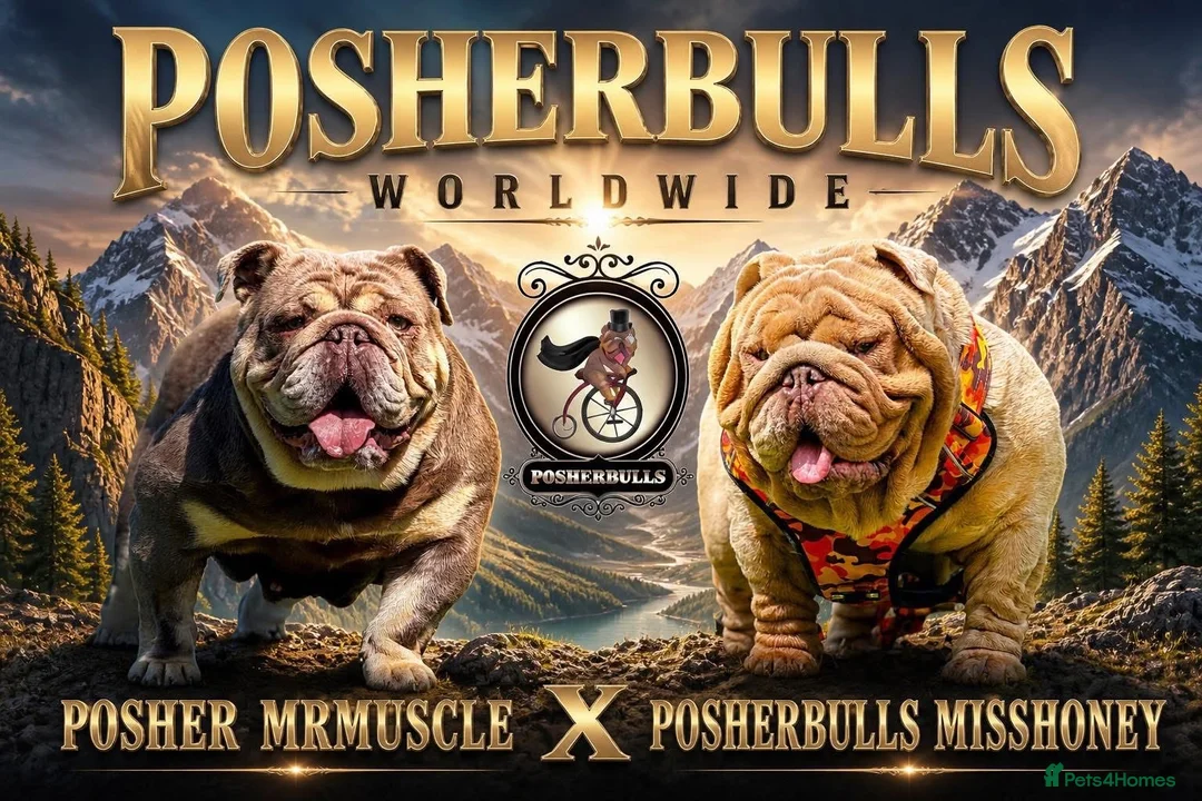 English Bulldog dogs for sale: 🐾 Honey x Mr Muscle pups 🐾‼️ - Advert 2