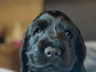 Cocker Spaniel dogs Show-Quality Cocker Spaniel Puppies - Advert 5