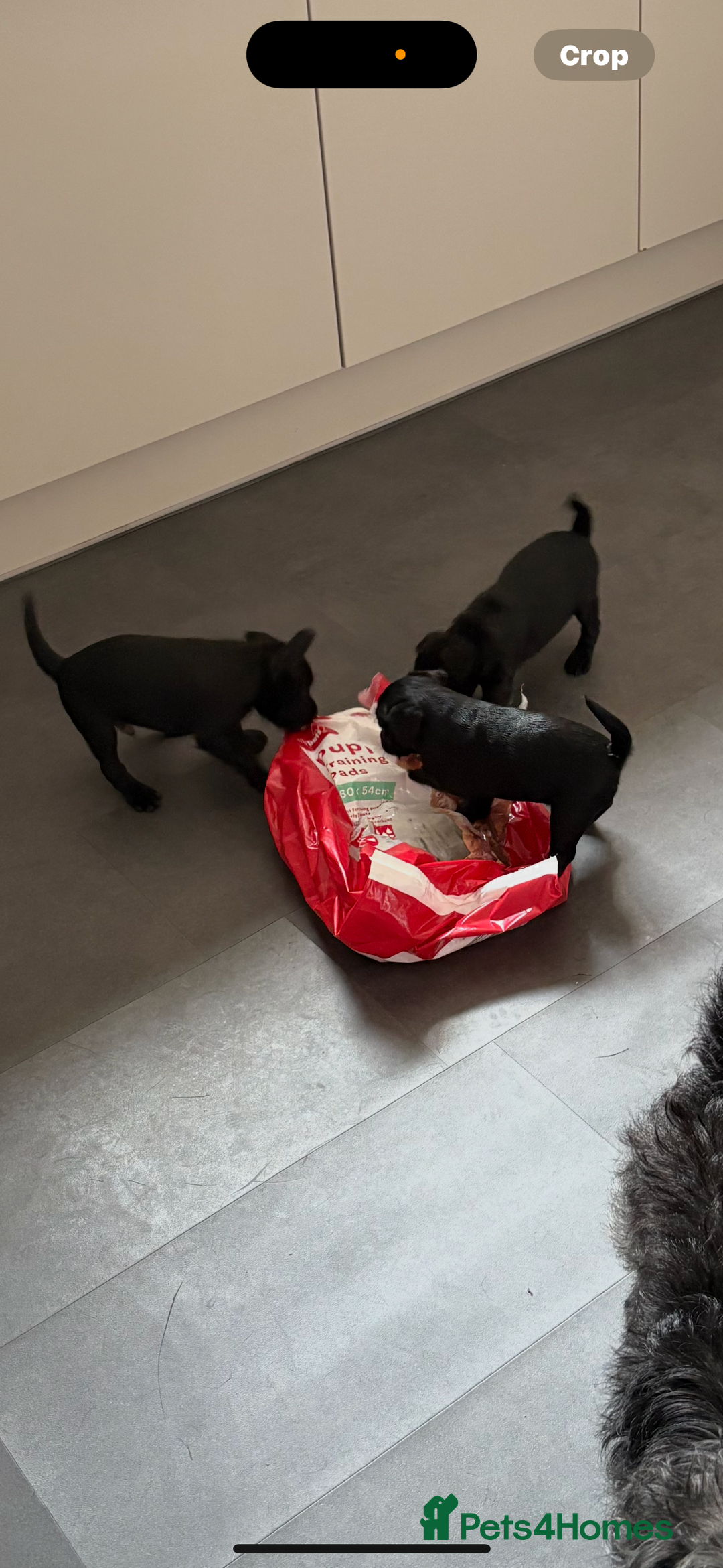 Patterdale Terrier dogs for sale: Beautiful patterdale terrier  - Image 6