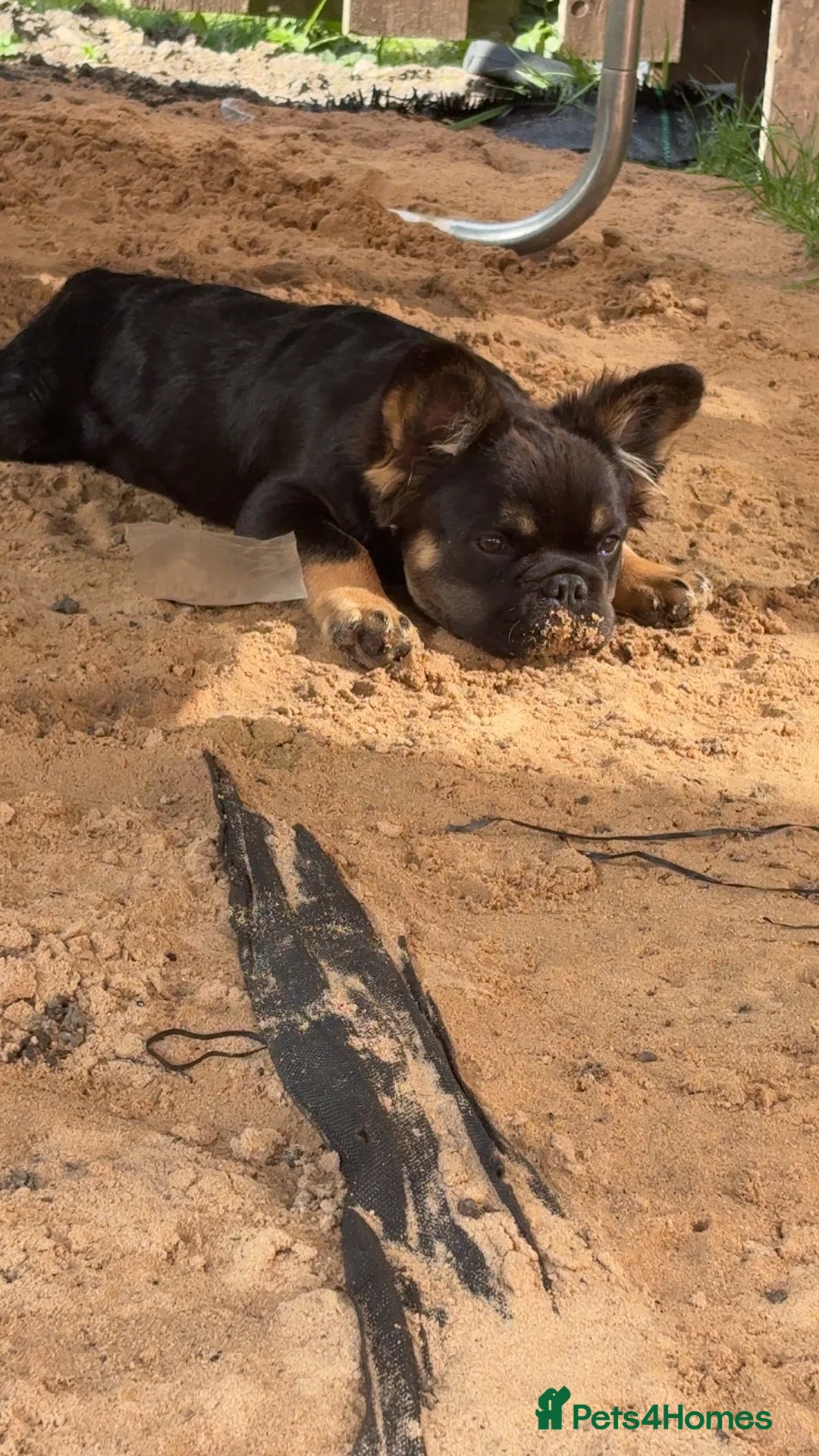 French Bulldog dogs for sale: Fluffy French bulldog  - Advert 1