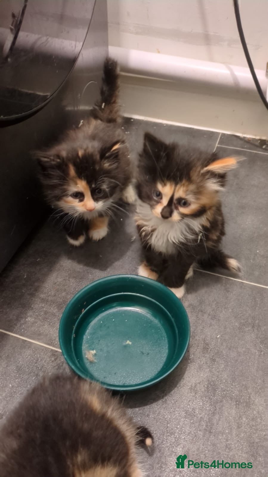 Mixed Breed cats Fluffy kittens for sale  - Advert 2