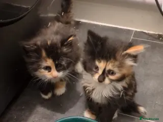 Mixed Breed cats Fluffy kittens for sale - Advert 1