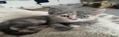 Mixed Breed Kitten 2