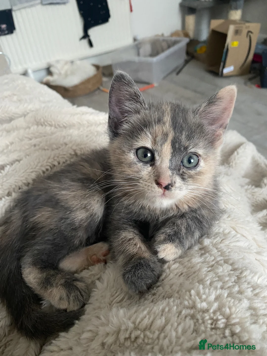 Mixed Breed cats for sale: 2 beautiful girl calico’s  - Advert 2