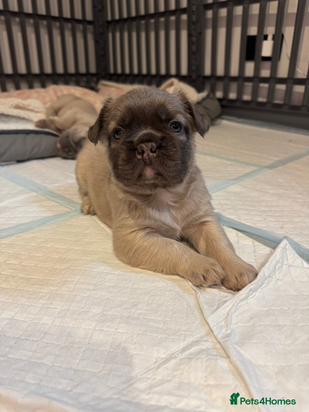 French Bulldog dogs for sale: French Bulldog Puppies – 2 Boys   - Image 4