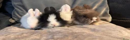 Mixed Breed rabbits for sale:     Fluffy Lionhead & Netherland Dwarf Mix Bunnies - Advert 14