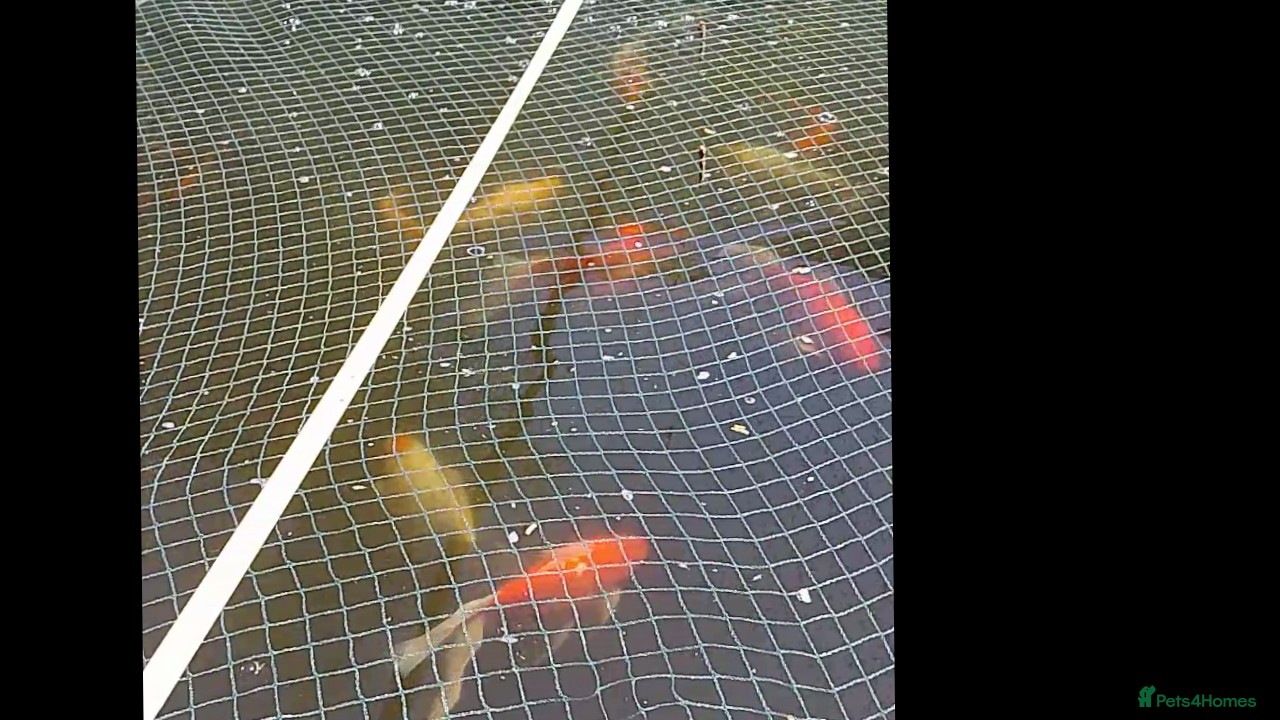 Koi Carp fish Pond fish mixed ages and sizes - Advert 1