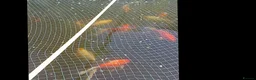 Koi Carp fish for sale: Pond fish mixed ages and sizes in Lancing - Advert 1