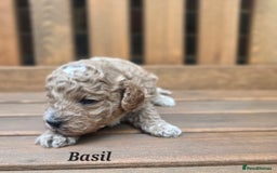 Cavapoo dogs for sale: Miniature cavapoo f1bb puppies - Image 16