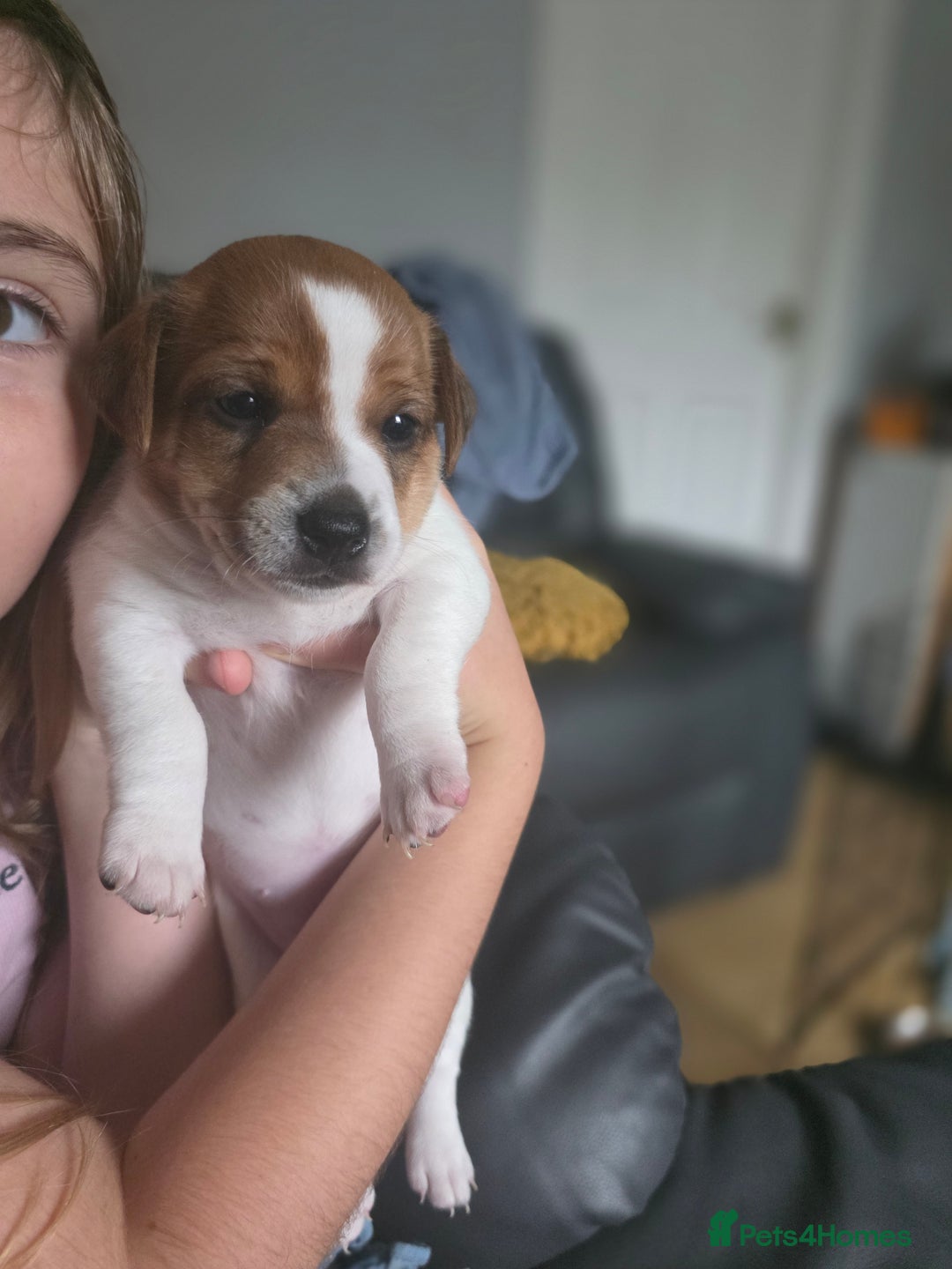 Jack Russell dogs for sale: Jack Russel puppies - Image 8
