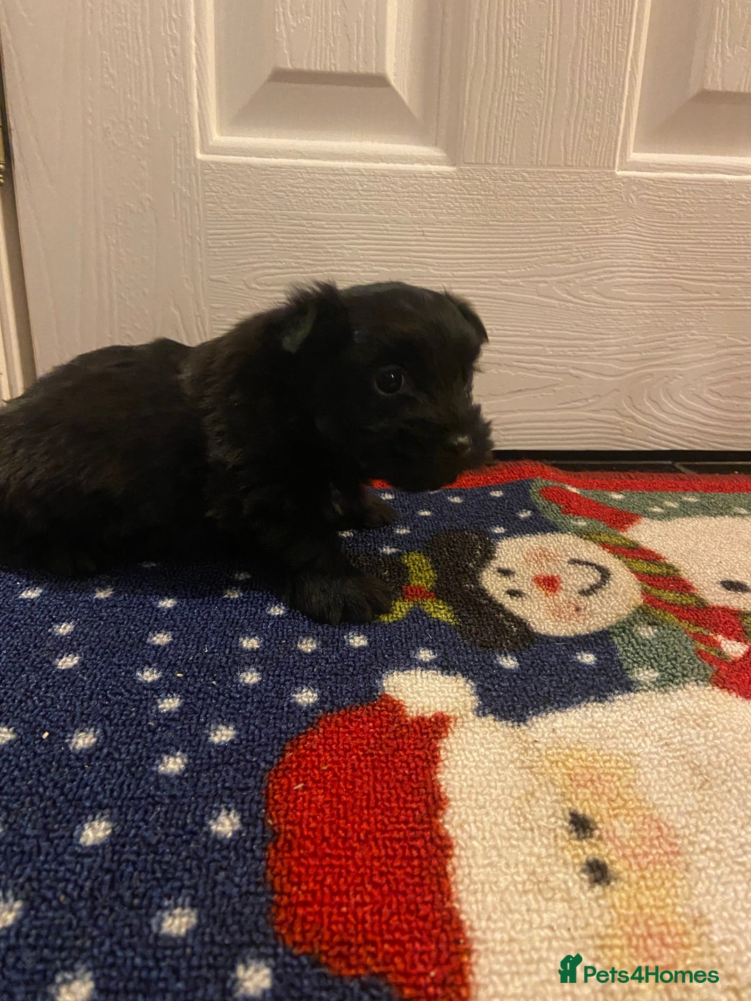 Jack Russell dogs for sale: Beautiful little jack Russel terrier x - Advert 4