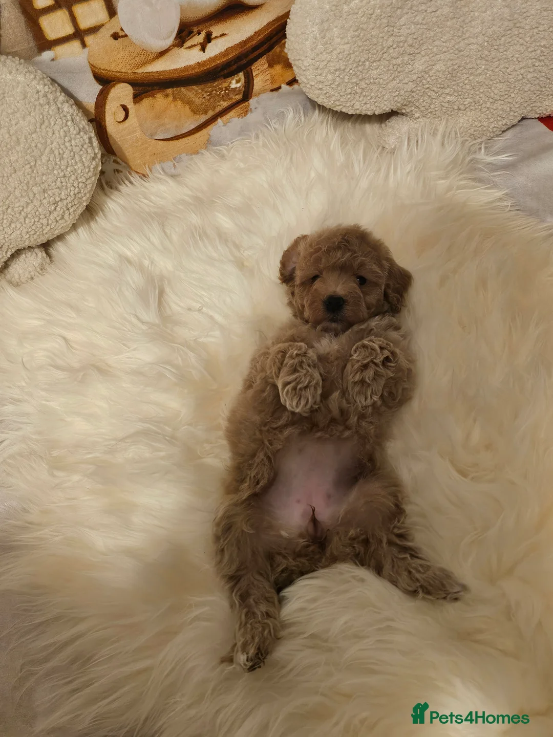 Maltipoo dogs for sale: 🐶 Beautiful Apricot Maltipoo Puppies for Sale 🐶 - Advert 6