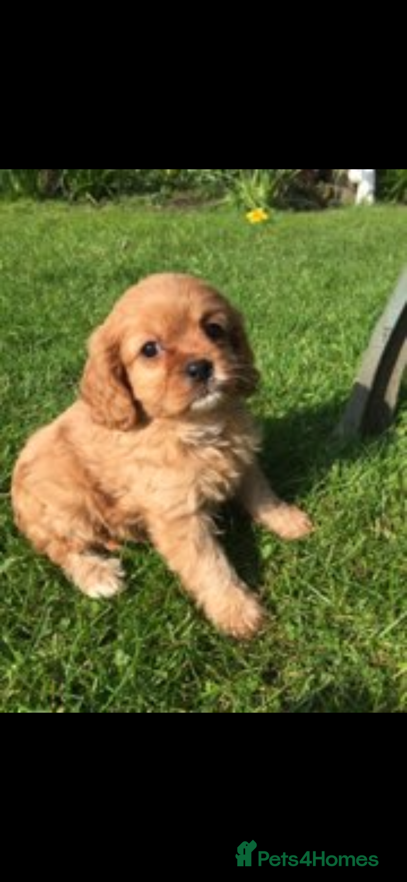 Cavapoo dogs F1 CAVAPOO. - Advert 7