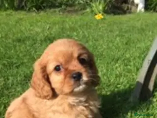 Cavapoo dogs F1 CAVAPOO. - Advert 8