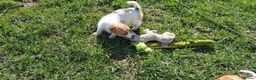 Jack Russell dogs for sale: Pure Jack Russell pups for sale in Maidstone - Advert 6