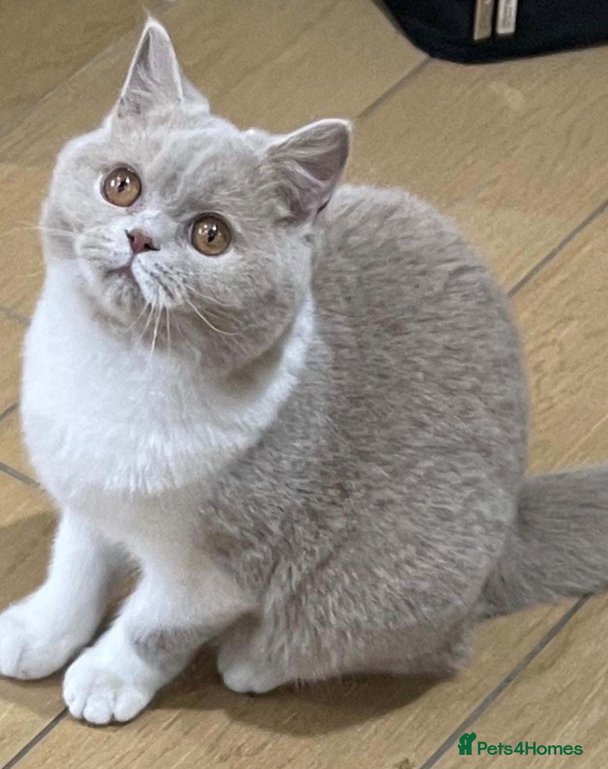 British Shorthair cats Beautiful British Shorthair  - Advert 12