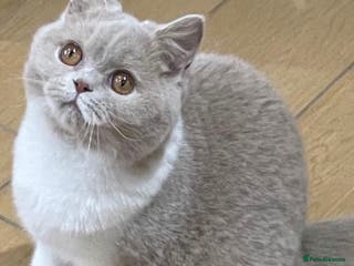 British Shorthair cats Beautiful British Shorthair - Advert 12