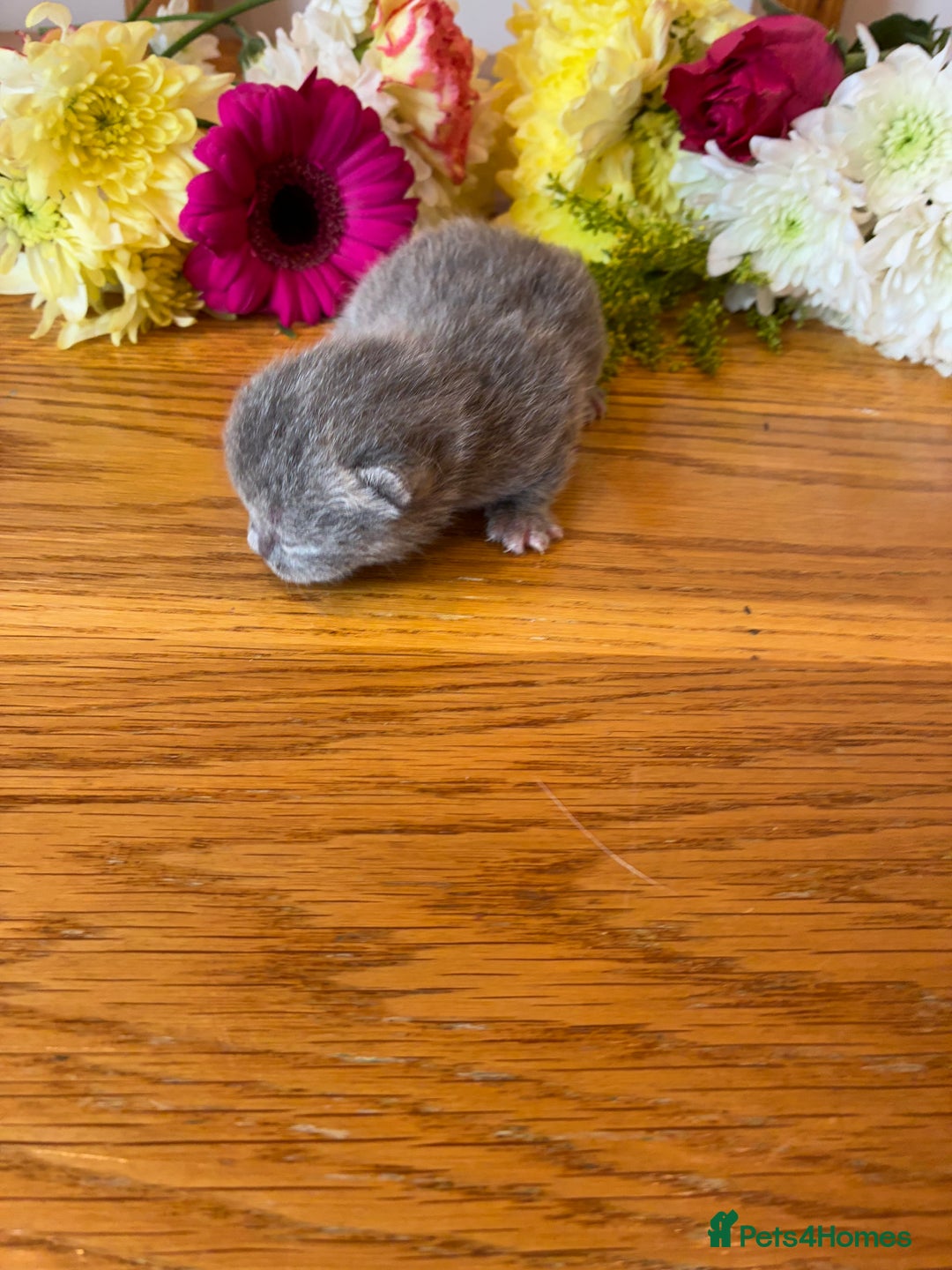 British Shorthair cats for sale: 5 TICA BRITISH SHORTHAIRED KITTENS - Image 27