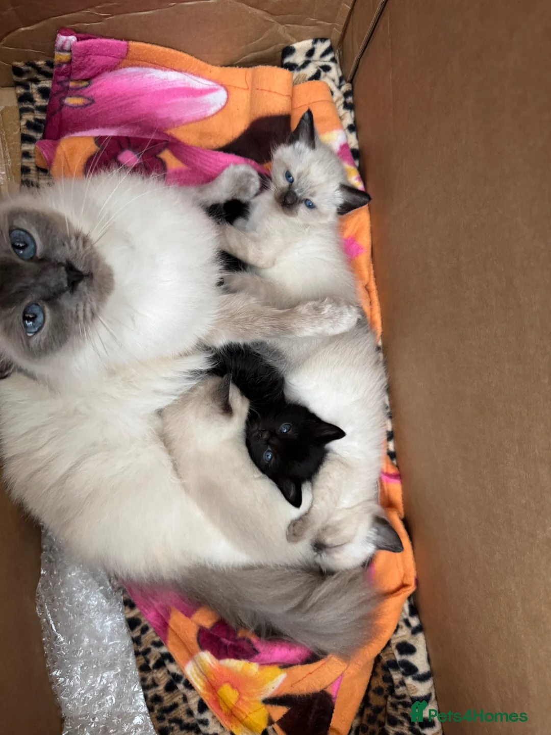 Mixed Breed cats for sale: sweet kittens half ragdoll half british short hair - Advert 1