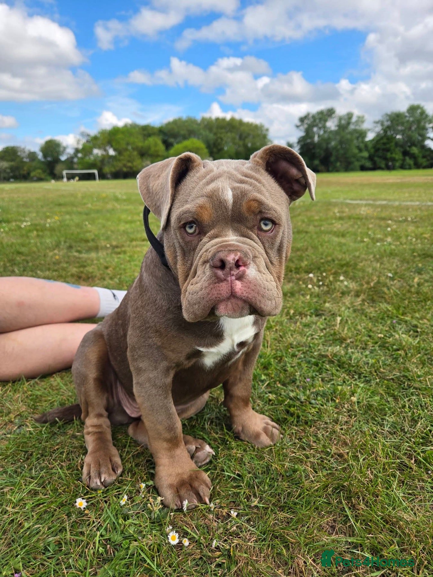 Dorset Olde Tyme Bulldogge dogs 10 month Dorset bulldog URGENT - Advert 1
