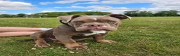 Dorset Olde Tyme Bulldogge dogs for sale: 10 month Dorset bulldog URGENT - Advert 1