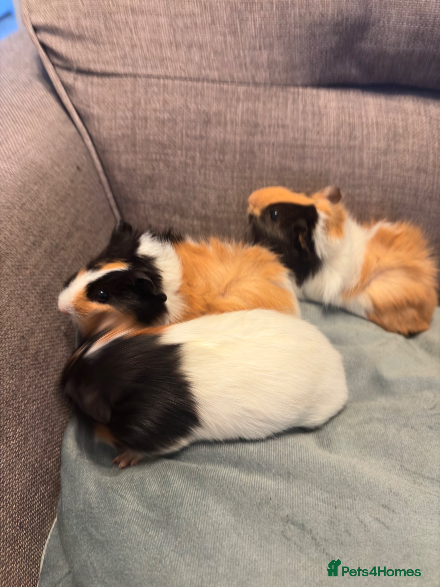 Guinea Pig rodents Baby boy guinea pigs  - Advert 4