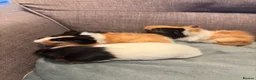 Guinea Pig rodents for sale: Baby boy guinea pigs  - Advert 1