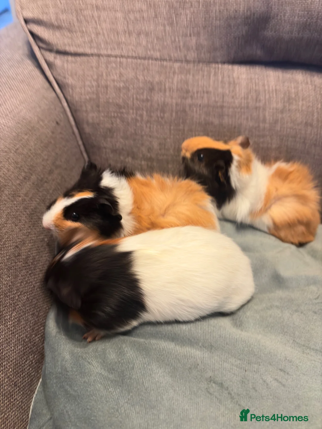 Guinea Pig rodents for sale: Baby boy guinea pigs  - Advert 1